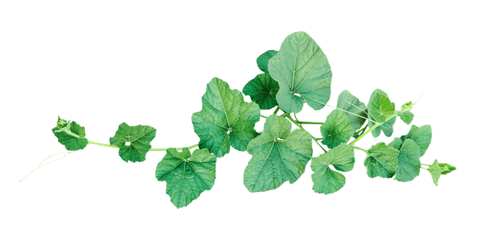 a green gourd plant with leaves on it, Green Vine with Lush Leaves png