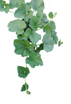 Green gourd Vine Leaves, green gourd leaves on a background, Green Vine with Lush Leaves png
