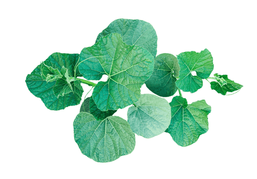 green gourd leaves on a background, Green Vine with Lush Leaves png