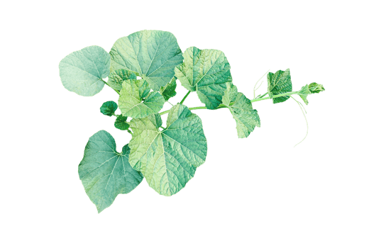 Green gourd Vine with Lush Leaves, A gourd plant vine with green leaves on a transparent background, png