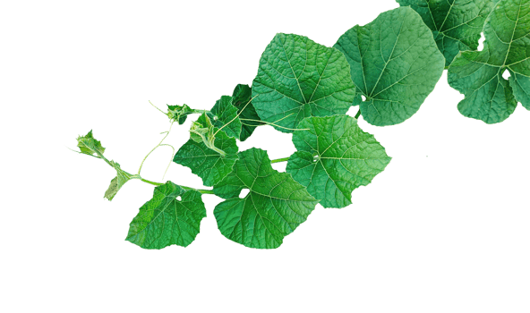 a green gourd plant with leaves on it, Green Plant Sprout png
