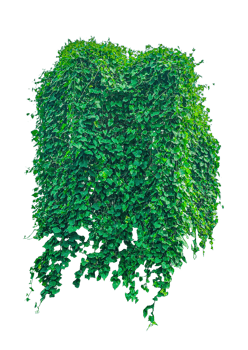 green ivy plant on a background, Green Ivy Wall, green tree isolated on transparent png