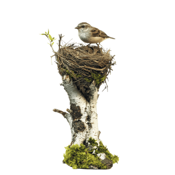 A small bird rests in its nest on a weathered tree branch surrounded by fresh greenery, A bird in a nest on an old tree branch on a transparent background png
