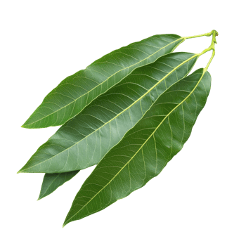 Isolated mango leaves showcasing vibrant green color against a clean transparent background, Mango leaf isolated on transparent background png