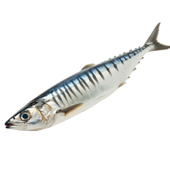 Fresh mackerel fish isolated on a clean transparent background ready for culinary preparations, a mackerel fish isolated on transparent background png
