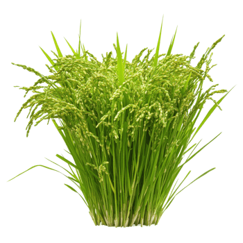 Green rice plants growing in a bunch against a transparent background, showcasing their lush foliage and grains, Green rice plants isolated on transparent background png