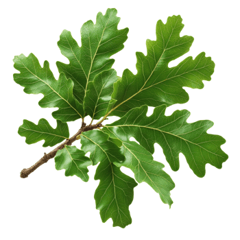 A green oak branch with vibrant leaves isolated on a transparent background in a natural setting, green oak branch with leaves, file of isolated object on transparent background png