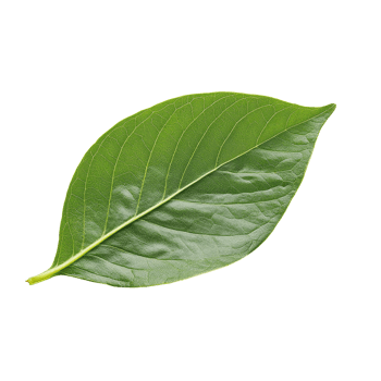 Fresh organic green leaf isolated on a transparent background showcasing its intricate details and vibrant color, Fresh organic green leaf transparent background. leaves transparent background png