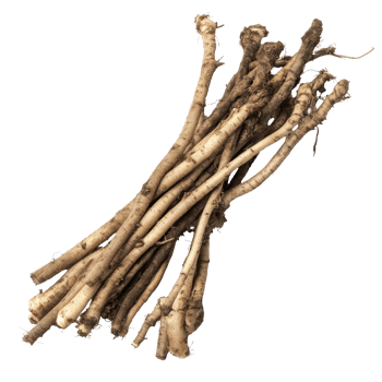 Fresh burdock roots collected from the earth, displayed on a clean transparent background for natural food photography, Burdock roots on transparent background png