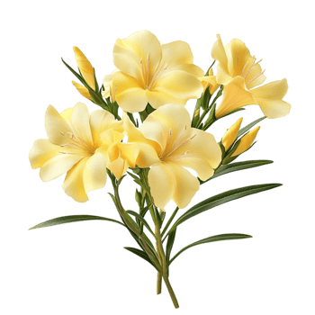 Bright Yellow Frangipani Flowers png