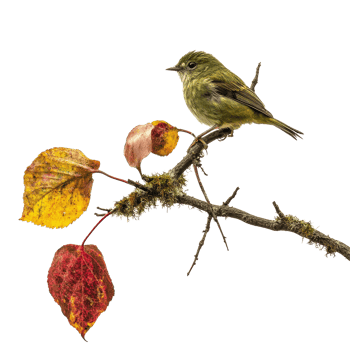 A small bird perched on a mossy branch surrounded by vibrant fall foliage against a transparent background, Fall foliage drapes a mossy perch transparent background png