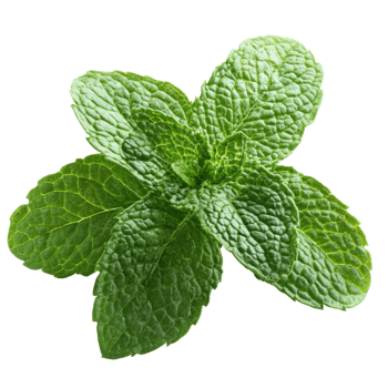 Fresh mint leaves isolated on a transparent background for culinary and herbal uses, mint isolated on transparent background png