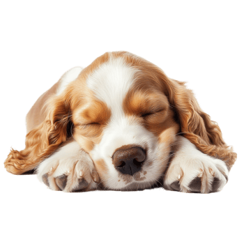 Happy English Cocker Spaniel puppy sleeping peacefully on a soft surface in a bright indoor space, Happy English Cocker Spaniel Puppy Dog sleeping Isolated On transparent background png