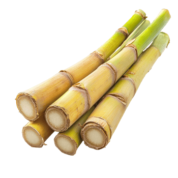 Freshly harvested sugarcane stalks isolated on a transparent background showcasing their natural texture and color, Sugarcane isolated on transparent background png