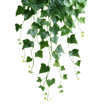 Elegant green ivy leaves gracefully hanging against a clean transparent background, green hanging ivy leaves isolated on transparent background png