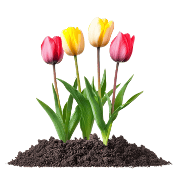Vibrant tulip flowers emerging from rich soil against a clean transparent backdrop showcasing natures beauty, Tulip flower with soil transparent background. Tulips flowers isolated on transparent png