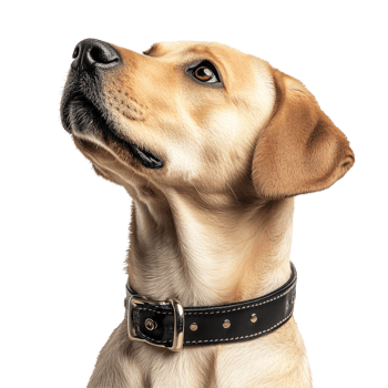 A Labrador Retriever looking up while wearing a black collar against a transparent background with a hue, Dog collar transparent background png