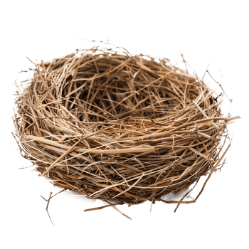 Empty bird nest twigs nature home spring png