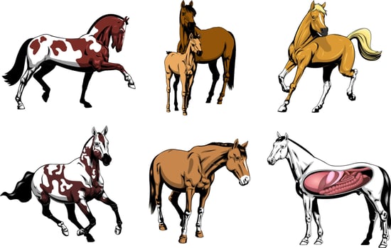 Illustration Pack of Horses, Realistic and Artistic Representations Including Anatomy and Foal with Mare vector
