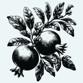 Pomegranate branch with ripe fruits and leaves. Engraved illustration. Hand drawn decorative branch with flowers. illustration in vintage style. vector