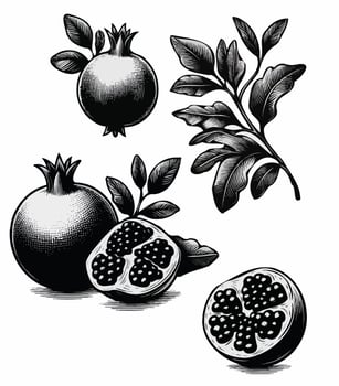 Ripe pomegranates with leaves. Hand drawn illustration. Pomegranate Botanical Illustration, fruit vector