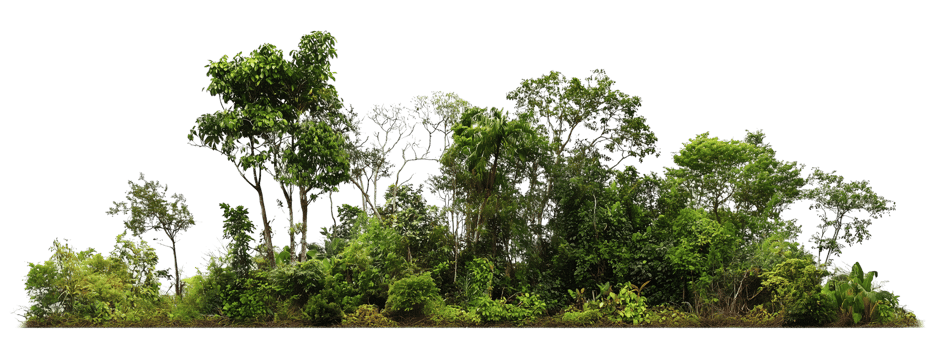 A dense, lush section of tropical rainforest featuring a variety of green foliage and trees of different heights and sizes png