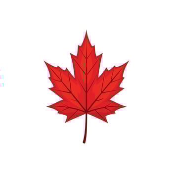 Bright Red Maple Leaf Illustration Design for Autumn Decor vector