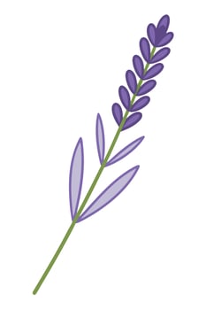 Elegant Purple Lavender Sprig, Floral Design, Botanical Illustration vector