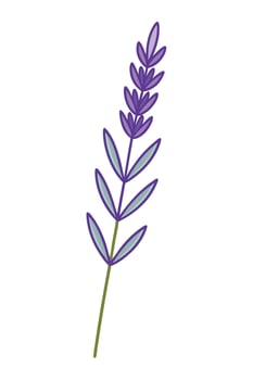 Single Lavender Sprig Illustration Purple Flowers, Green Stem, Floral Design vector