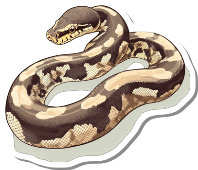 A Detailed Illustration Of A Ball Python Snake png