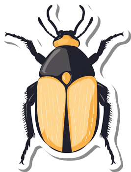 A Detailed Illustration Of A Yellow And Black Beetle png