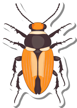 A Detailed Illustration Of An Orange And Black Beetle png