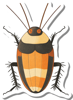 Illustrated Specimen Of A Striking Orange And Black Cockroach png