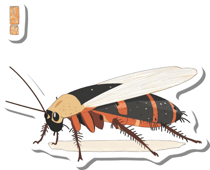 Illustrated Orange And Black Cockroach Species png