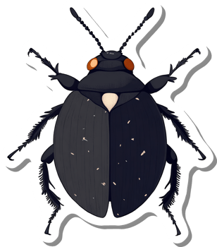 Dark Beetle Illustration With Orange Eyes and Fringed Legs png