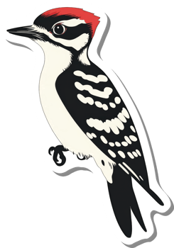 A stylized illustration of a hairy woodpecker bird png