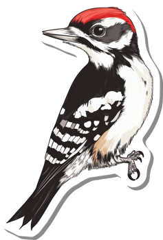 A Detailed Illustration Of A Hairy Woodpecker Bird png