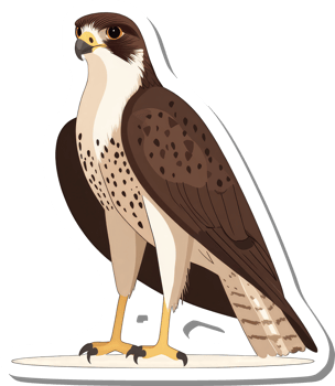 A Striking Illustration Of A Powerful Peregrine Falcon png