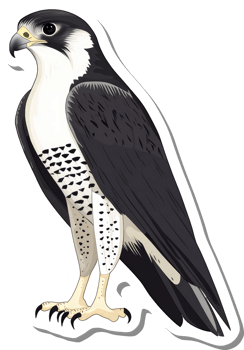 A Peregrine Falcon illustration showing detailed plumage png
