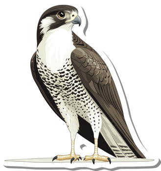 A Striking Illustration Of A Peregrine Falcon Bird png