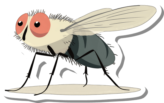 A Cartoon Illustration Of A Housefly png