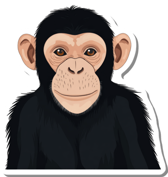 A Young Chimpanzee Portrait Close Up png