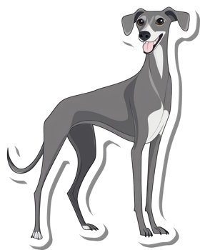 A Happy Grey Italian Greyhound Dog Sticker png