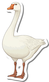 A Domestic White Goose Stands Isolated Against A Black Background png