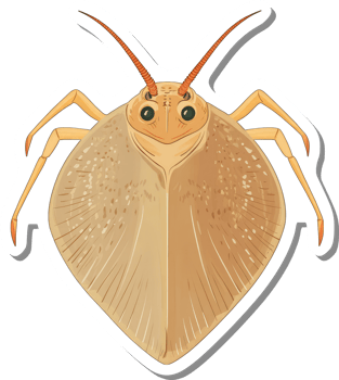 Detailed Illustration Of A Tan Colored Sea Creature png