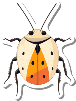A Detailed Illustration Of A Unique Orange And White Beetle png