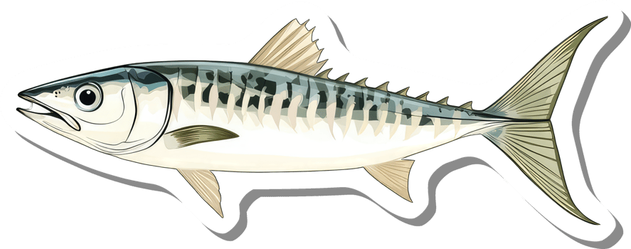 Illustration of a Striped Mackerel Fish png