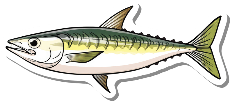 Illustration Of A Mackerel Fish Showing Detail png