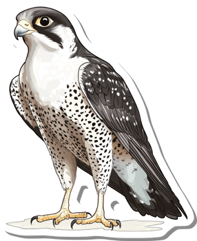 A Detailed Illustration Of A Peregrine Falcon Bird png