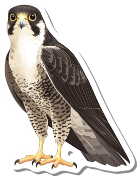 A Detailed Illustration Of A Peregrine Falcon png